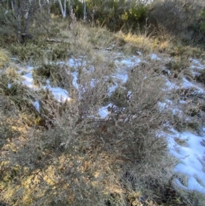 Leptospermum myrtifolium at Cotter River, ACT - 29 Jun 2023