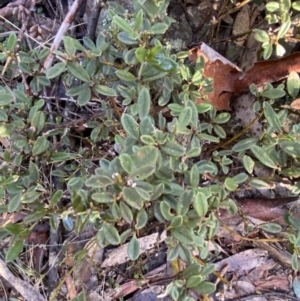 Podolobium alpestre at Cotter River, ACT - 29 Jun 2023