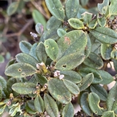 Podolobium alpestre at Cotter River, ACT - 29 Jun 2023