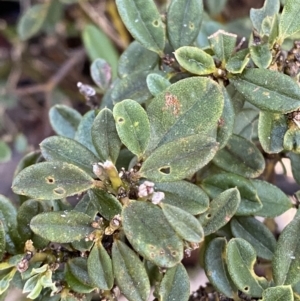 Podolobium alpestre at Cotter River, ACT - 29 Jun 2023