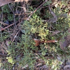 Podolobium alpestre at Cotter River, ACT - 29 Jun 2023