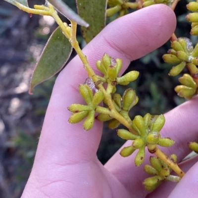 Eucalyptus pauciflora subsp. pauciflora (White Sally, Snow Gum) at Cotter River, ACT - 28 Jun 2023 by Tapirlord