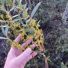 Eucalyptus pauciflora subsp. pauciflora at Cotter River, ACT - 29 Jun 2023