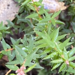 Acrotriche leucocarpa (Tall Acrotriche) at Paddys River, ACT - 28 Jun 2023 by Tapirlord