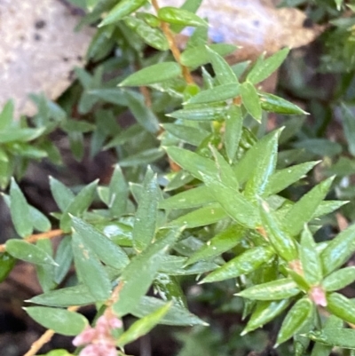 Acrotriche leucocarpa (Tall Acrotriche) at Paddys River, ACT - 29 Jun 2023 by Tapirlord