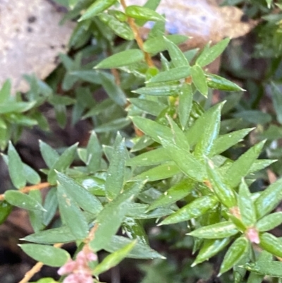 Acrotriche leucocarpa (Tall Acrotriche) at Paddys River, ACT - 28 Jun 2023 by Tapirlord