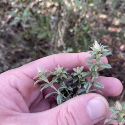 Oxylobium ellipticum (Common Shaggy Pea) at Paddys River, ACT - 28 Jun 2023 by Tapirlord