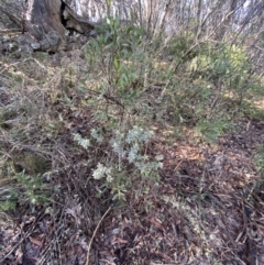 Oxylobium ellipticum at Paddys River, ACT - 29 Jun 2023 09:48 AM