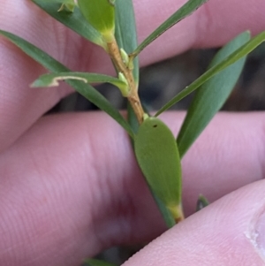 Leucopogon gelidus at Cotter River, ACT - 29 Jun 2023 09:48 AM