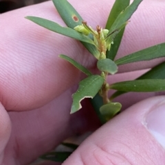 Leucopogon gelidus at Cotter River, ACT - 29 Jun 2023 09:48 AM