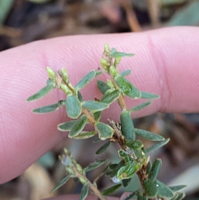 Acrothamnus hookeri (Mountain Beard Heath) at Cotter River, ACT - 28 Jun 2023 by Tapirlord