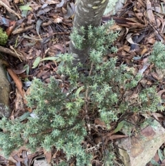 Acrothamnus hookeri at Cotter River, ACT - 29 Jun 2023