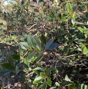 Coprosma hirtella at Paddys River, ACT - 29 Jun 2023