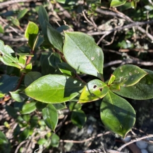 Coprosma hirtella at Paddys River, ACT - 29 Jun 2023 09:45 AM