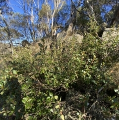 Coprosma hirtella at Paddys River, ACT - 29 Jun 2023 09:45 AM