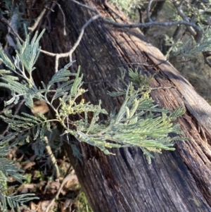 Acacia dealbata subsp. subalpina at Paddys River, ACT - 29 Jun 2023 09:38 AM