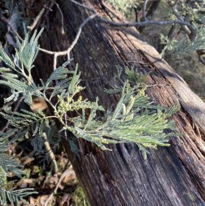 Acacia dealbata subsp. subalpina (Monaro Silver-wattle) at Paddys River, ACT - 28 Jun 2023 by Tapirlord