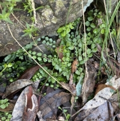 Asplenium flabellifolium (Necklace Fern) at Paddys River, ACT - 29 Jun 2023 by Tapirlord