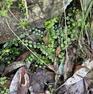 Asplenium flabellifolium at Paddys River, ACT - 29 Jun 2023