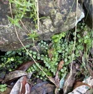 Asplenium flabellifolium at Paddys River, ACT - 29 Jun 2023 09:38 AM