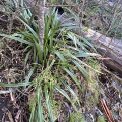 Dianella tasmanica (Tasman Flax Lily) at Paddys River, ACT - 29 Jun 2023 by Tapirlord