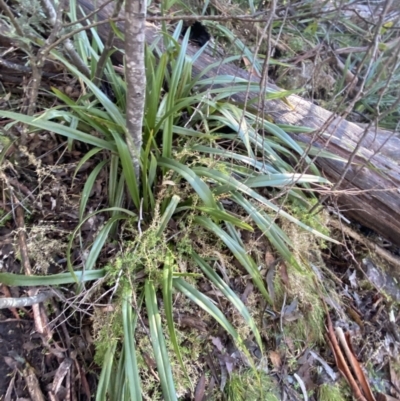 Dianella tasmanica (Tasman Flax Lily) at Paddys River, ACT - 28 Jun 2023 by Tapirlord
