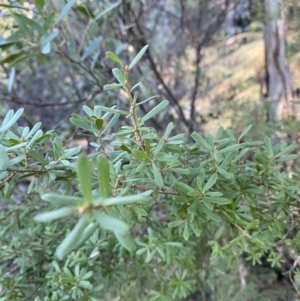 Kunzea peduncularis at Paddys River, ACT - 29 Jun 2023 09:28 AM