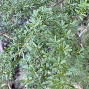 Kunzea peduncularis at Paddys River, ACT - 29 Jun 2023 09:28 AM