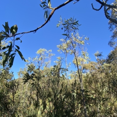 Acacia obliquinervia (Mountain Hickory) at Paddys River, ACT - 28 Jun 2023 by Tapirlord