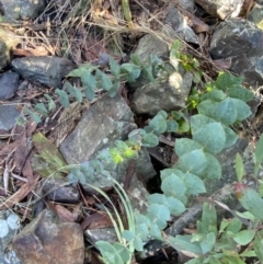 Veronica perfoliata (Digger's Speedwell) at Paddys River, ACT - 29 Jun 2023 by Tapirlord