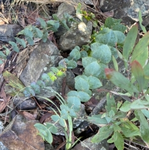 Veronica perfoliata at Paddys River, ACT - 29 Jun 2023