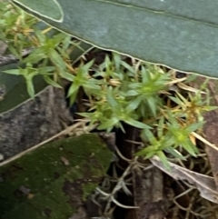 Stellaria pungens (Prickly Starwort) at Paddys River, ACT - 28 Jun 2023 by Tapirlord