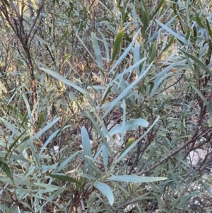 Daviesia mimosoides subsp. mimosoides at Paddys River, ACT - 29 Jun 2023 08:47 AM