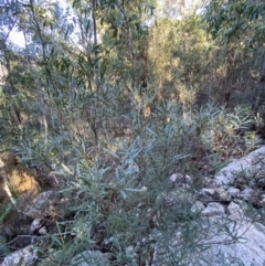 Daviesia mimosoides subsp. mimosoides at Paddys River, ACT - 29 Jun 2023 08:47 AM