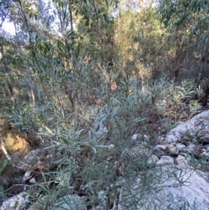 Daviesia mimosoides subsp. mimosoides at Paddys River, ACT - 29 Jun 2023 08:47 AM