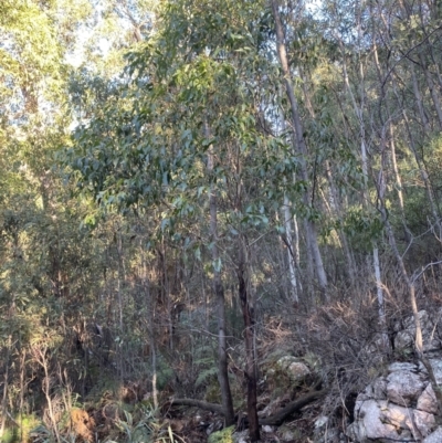 Eucalyptus fastigata (Brown Barrel) at Paddys River, ACT - 28 Jun 2023 by Tapirlord