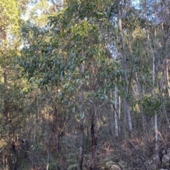 Eucalyptus fastigata at Paddys River, ACT - 29 Jun 2023