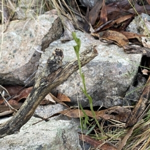 Bunochilus montanus (ACT) = Pterostylis jonesii (NSW) at Paddys River, ACT - suppressed