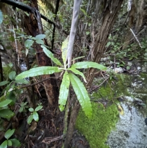 Bedfordia arborescens at Paddys River, ACT - 29 Jun 2023