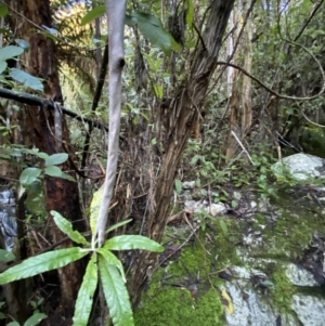 Bedfordia arborescens at Paddys River, ACT - 29 Jun 2023