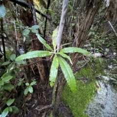 Bedfordia arborescens at Paddys River, ACT - 29 Jun 2023