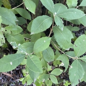 Olearia argophylla at Paddys River, ACT - 29 Jun 2023