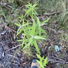 Olearia lirata (Snowy Daisybush) at Paddys River, ACT - 28 Jun 2023 by Tapirlord