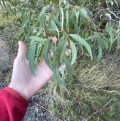 Eucalyptus radiata subsp. robertsonii (Robertson's Peppermint) at Paddys River, ACT - 28 Jun 2023 by Tapirlord