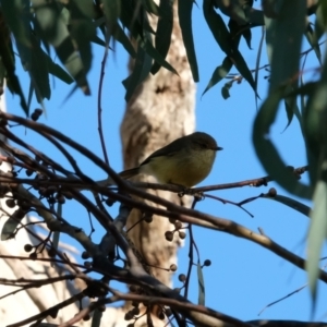 Acanthiza reguloides at Hackett, ACT - 30 Jul 2023