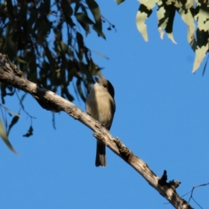 Pachycephala pectoralis at Hackett, ACT - 30 Jul 2023