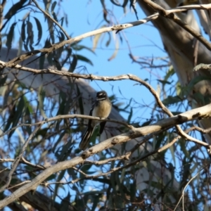 Rhipidura albiscapa at Hackett, ACT - 30 Jul 2023 05:07 PM