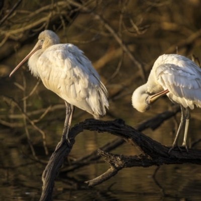 Platalea flavipes (Yellow-billed Spoonbill) at Bega, NSW - 11 Jul 2023 by trevsci