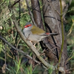 Neochmia temporalis (Red-browed Finch) at Hackett, ACT - 30 Jul 2023 by KaleenBruce