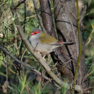 Neochmia temporalis (Red-browed Finch) at Mount Ainslie - 30 Jul 2023 by KaleenBruce